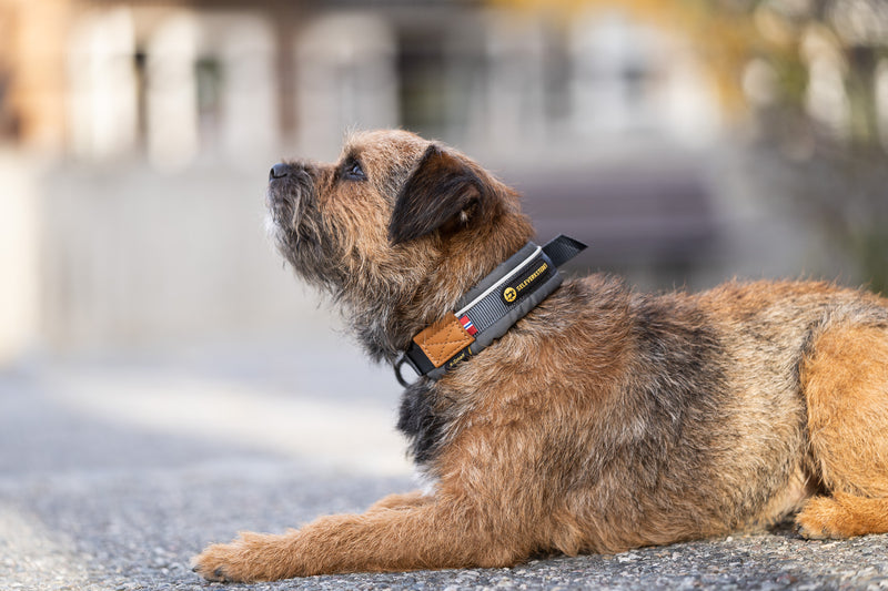 Seleverkstedet Unify Dog Collar halsbånd til hund