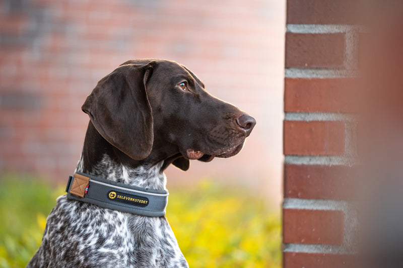Seleverkstedet Unify Dog Collar halsbånd til hund